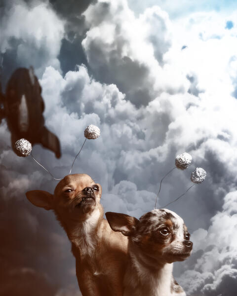 Chihuahuas in SPAAAACE