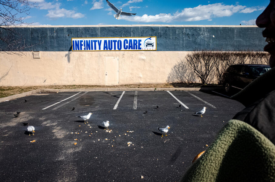 Parking lot gulls