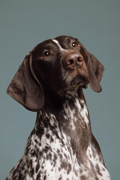 Breedercore Portrait of Phoebe