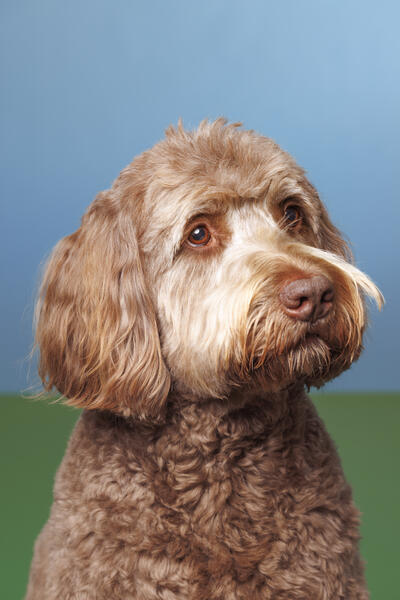 Studio Portrait of Teddy