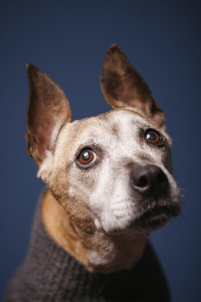 In the studio with Duchess