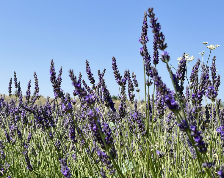 Lavender Field (Aix en Provence, France)