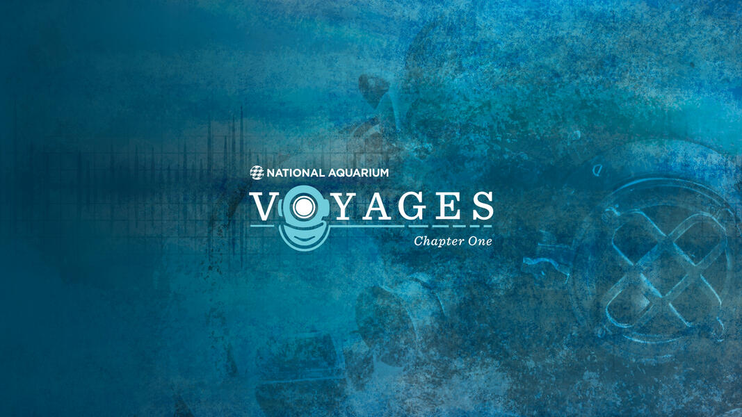 Biocymatic Frequency I (General Bioacoustics): Science + Art Reintegration & Advanced Artist Residencies for Voyages: Chapter I featuring Shodekeh @ The National Aquarium, 2022.