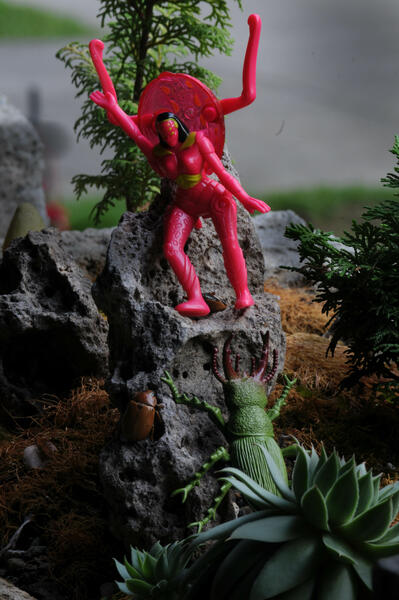 Fauna 19
