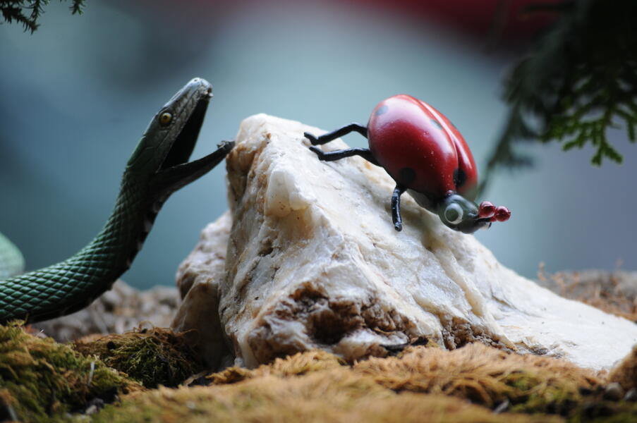 Fauna 18