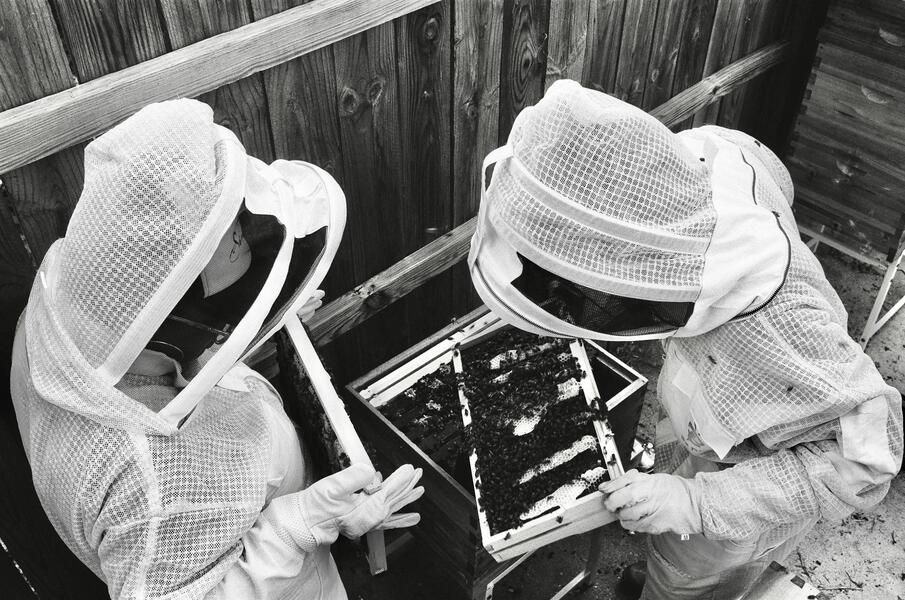 Birds-eye Bee-keeping