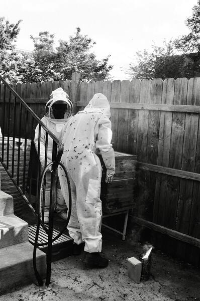 Sticky Bees