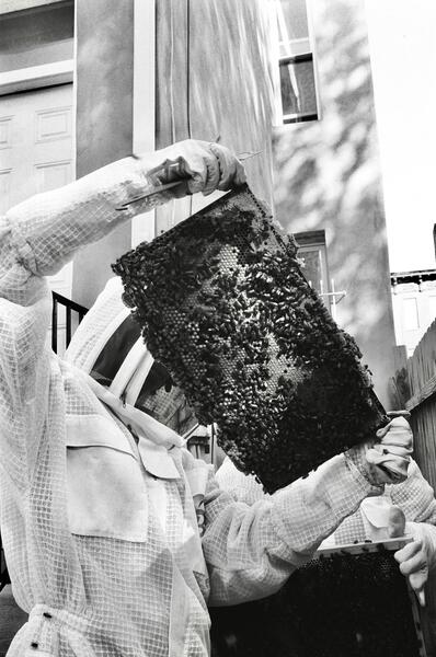 FULL HIVE
