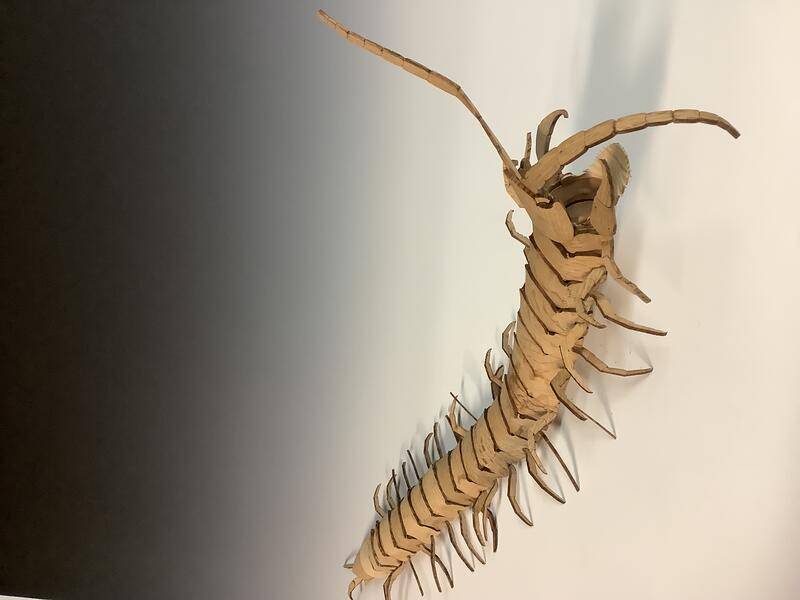 Centipede