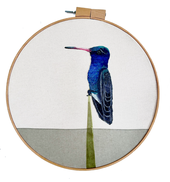 Abandoned Broad-Billed Hummingbird , 2026