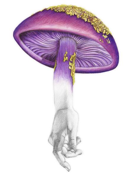 Purple Mushroom