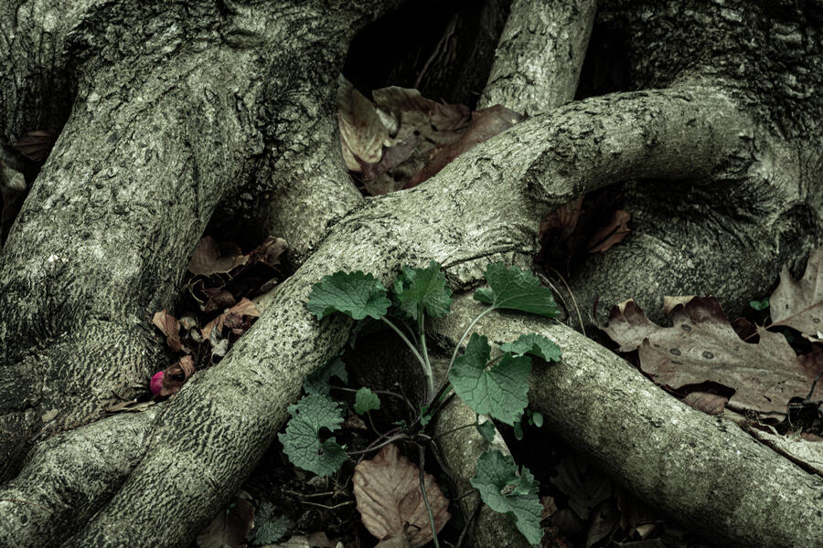 2 Miss Marble with Roots and Plant.jpg