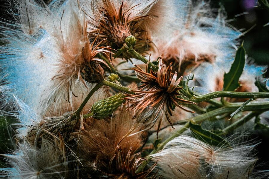 Blowing in the Wind.jpg