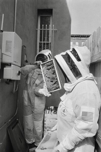 Last Hive Inspection (of the season)