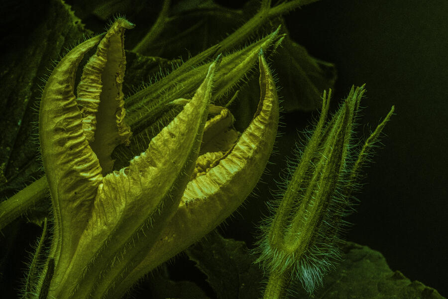 Squash Claw.jpg