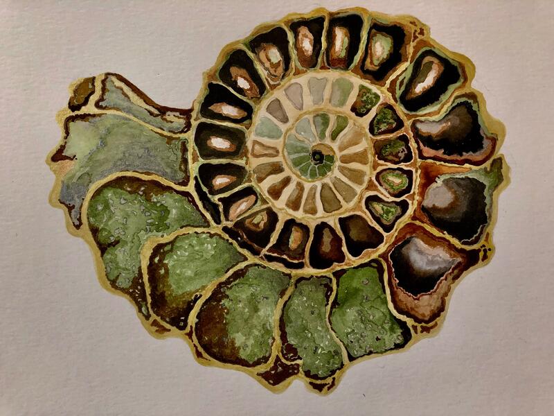 Ammonite study in colored inks