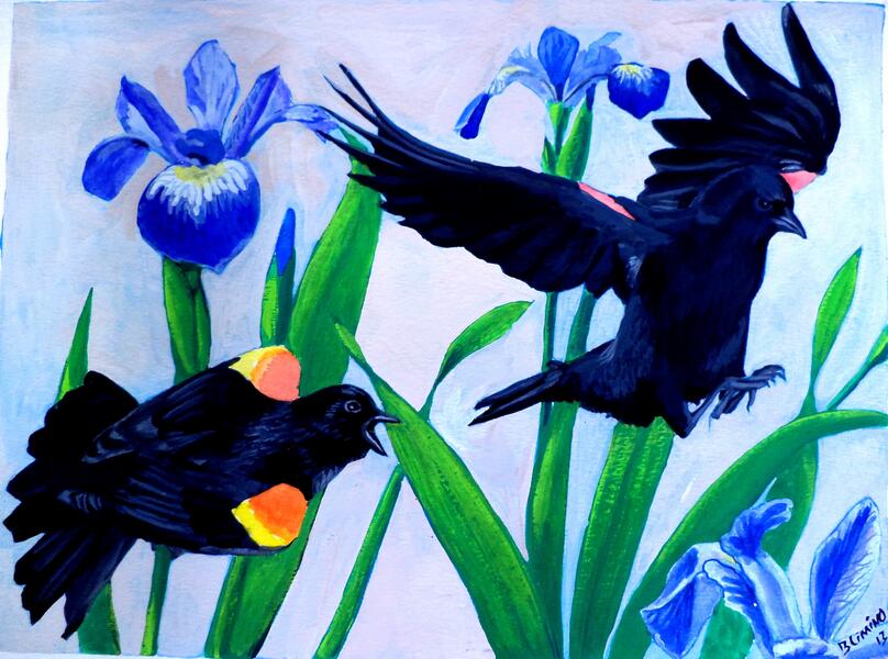 Irises and Red Winged Blackbirds