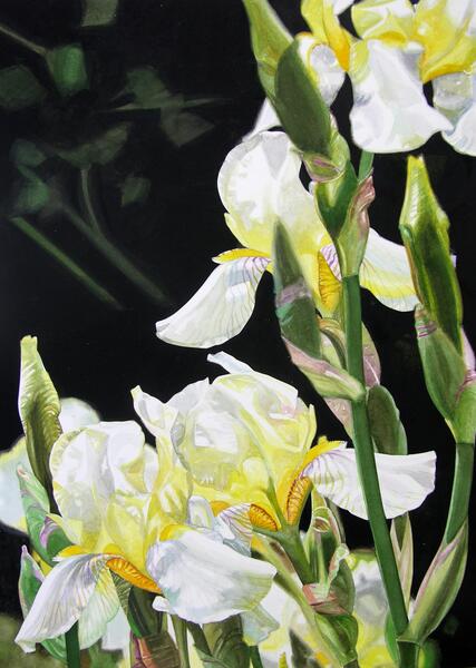 Yellow Irises #2