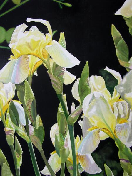 Yellow Irises #3