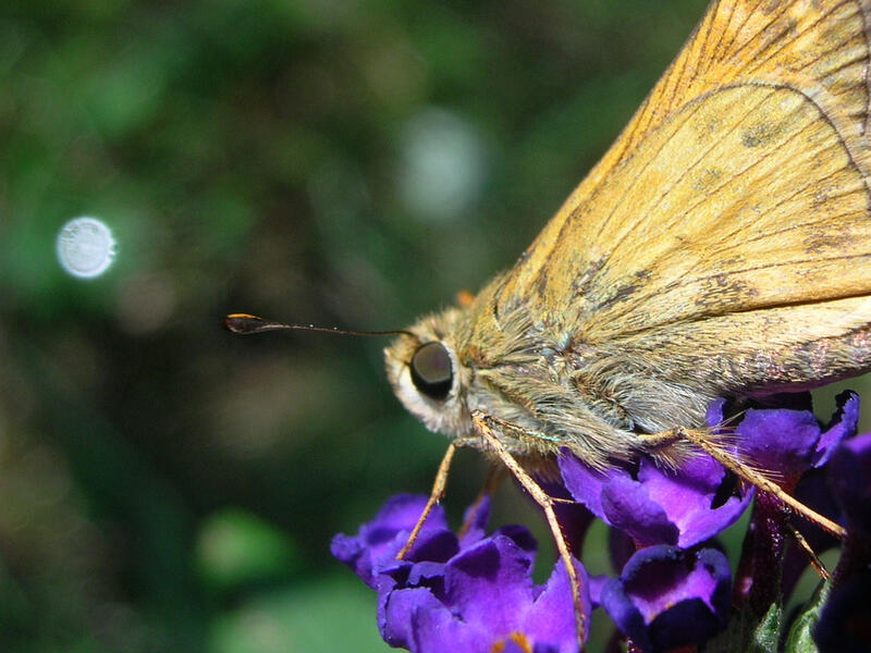 skipper moth on butterfly bush
