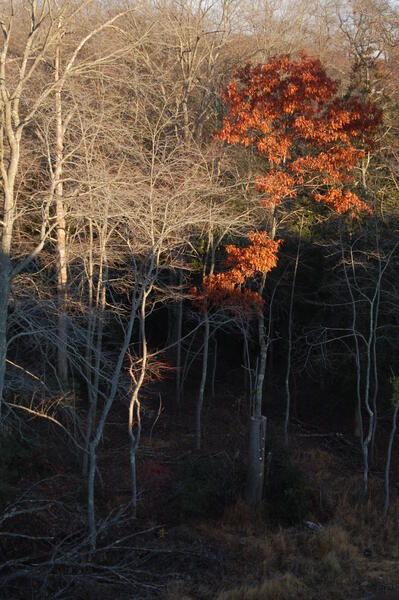 3-oak-tree-still-standing.jpg
