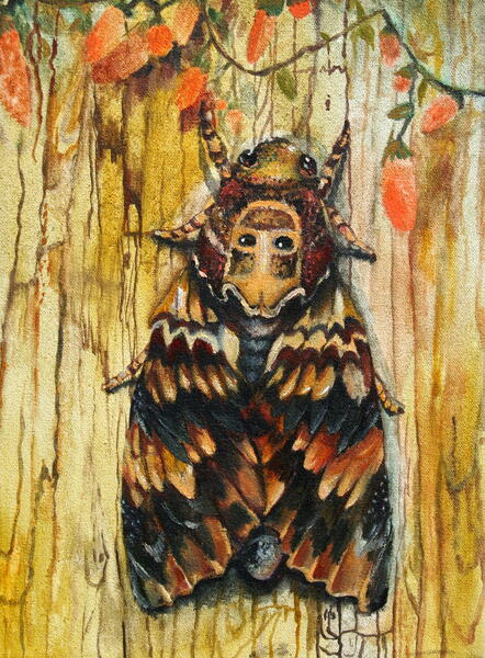 Death Head Hawk Moth the Painting
