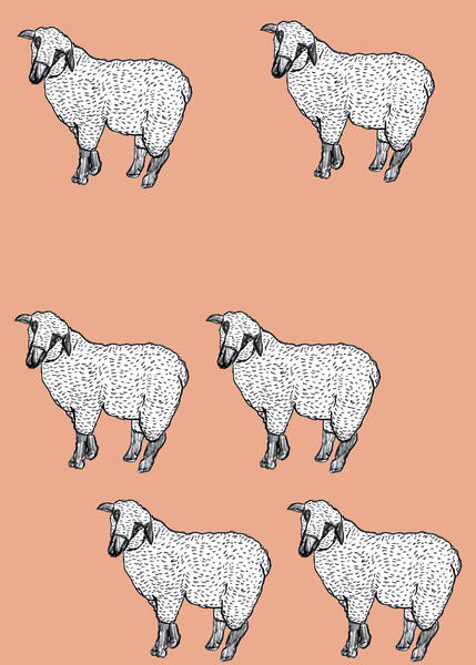 A Bunch of Sheep
