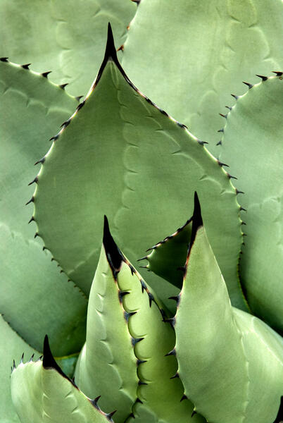 agave095master+1