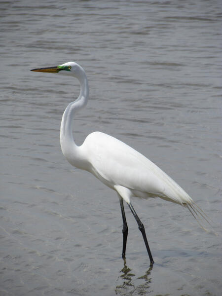 Great Egret at Smith Island