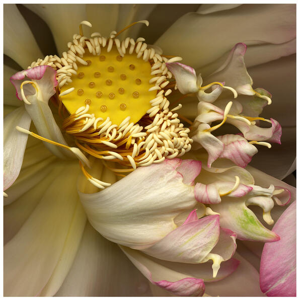 baker_12x12-lotus-flower.jpg