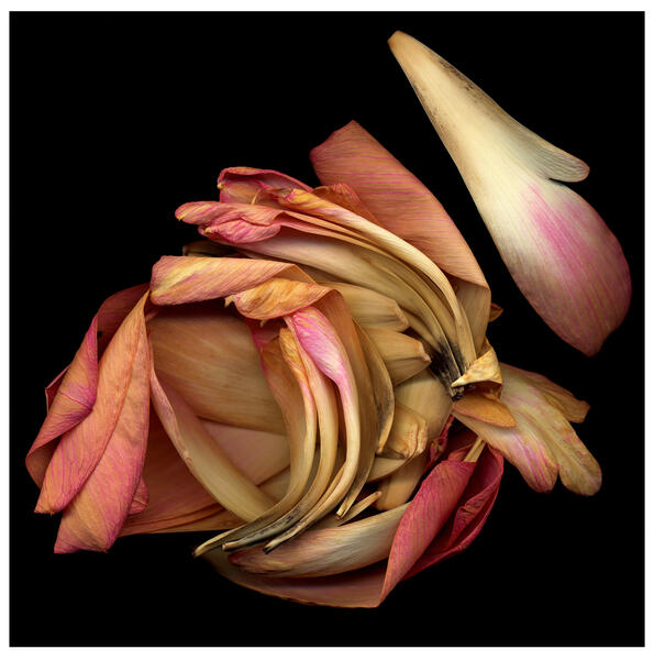 baker_ccbc-abstraction-of-petals-44x46.jpg