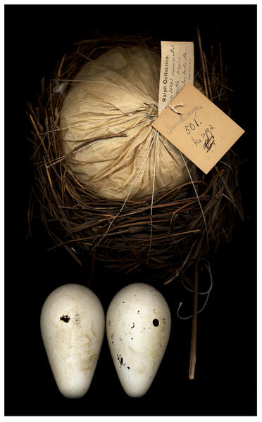 baker_cp-2-eggs-and-nest-copy.jpg