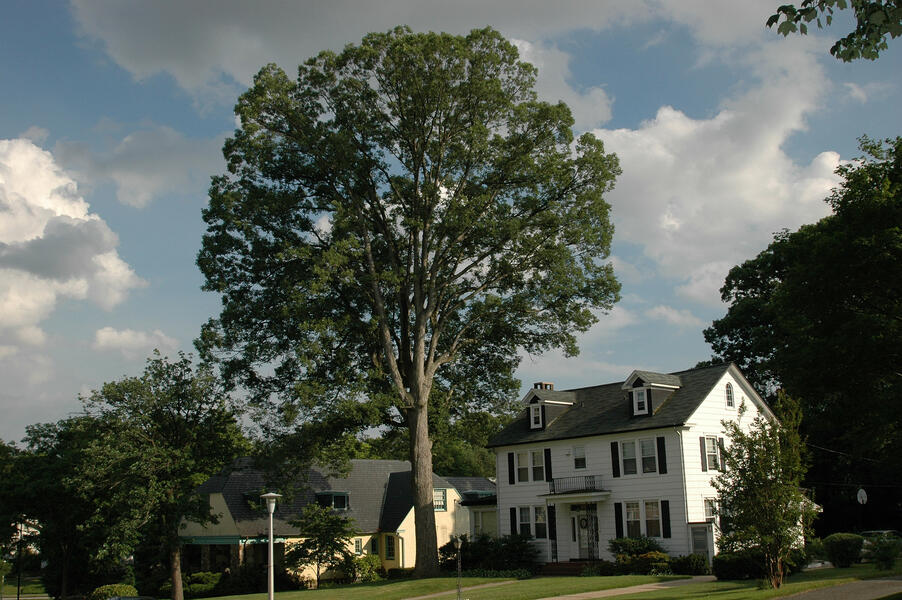 Largest Tree in Mayfield 