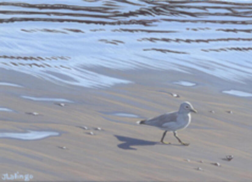 Beach Strider