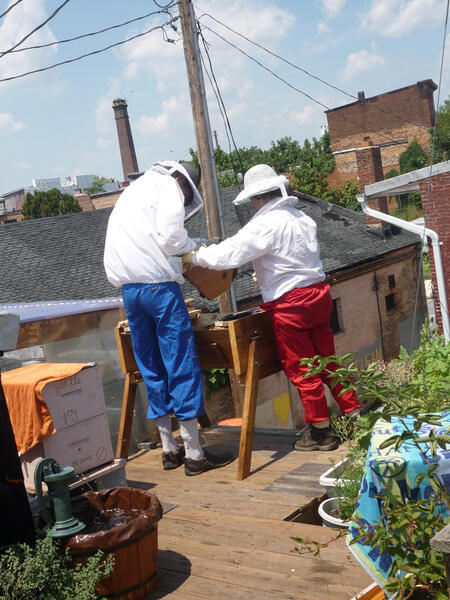 Top Bar Hive Beekeeping
