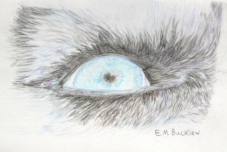 Blue Husky Eye