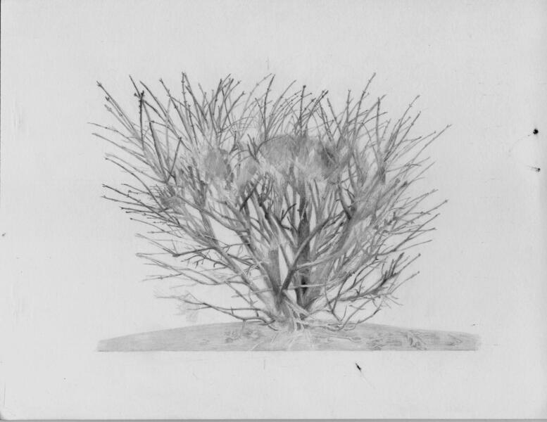 bushdrawing1a