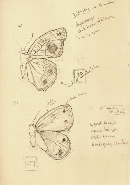 Butterfly studies
