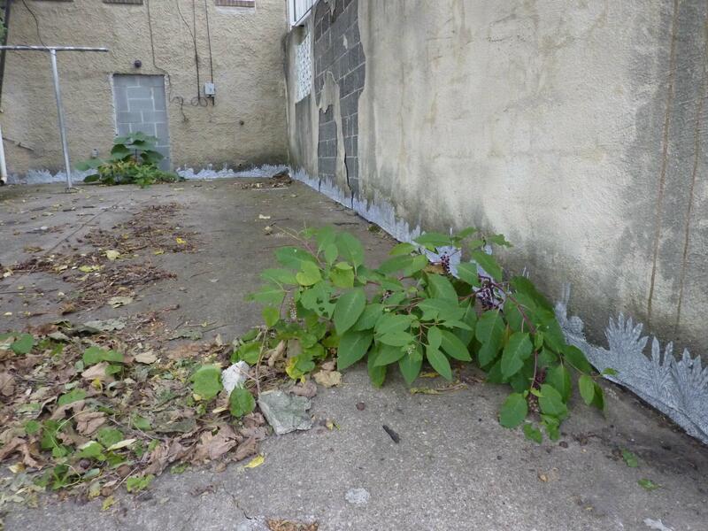 Installation in abandoned back yard