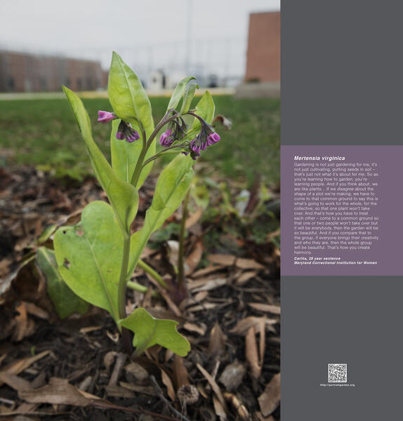 Portrait Garden (Carlita, Mertensia virginica)