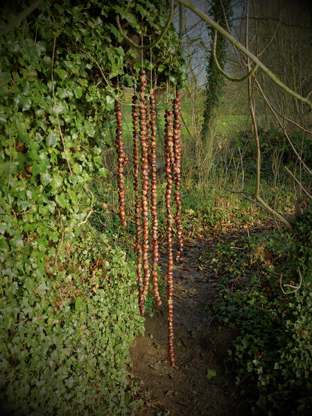 Chestnut Ivy installation 2014