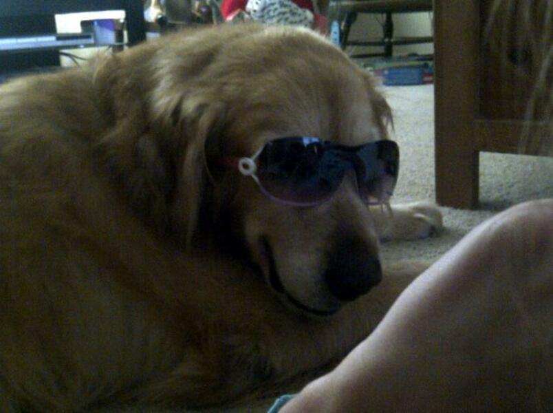 Paul's dog