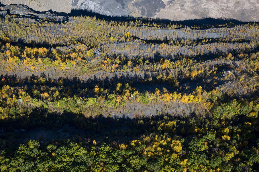 Coal Ridge Forest