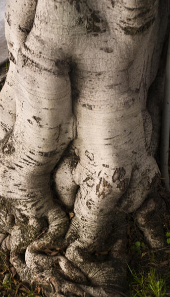 Tree, Los Angeles (Come Together)