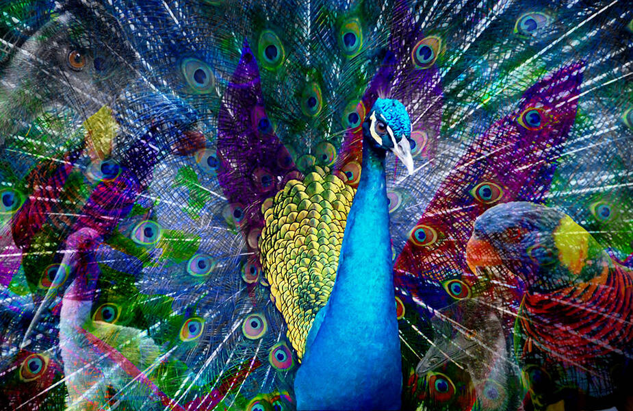 Kuala Lumpur: Rainforest flock