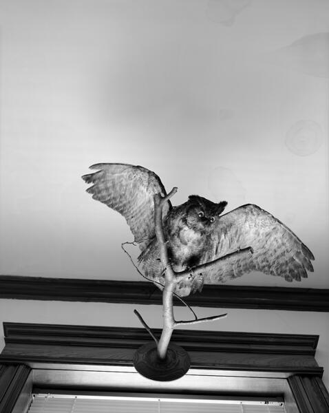 flying-owl_stainedceiling.jpg