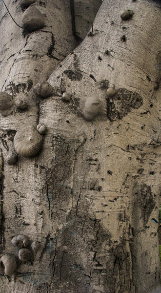 Tree, Los Angeles (Gathering Place)