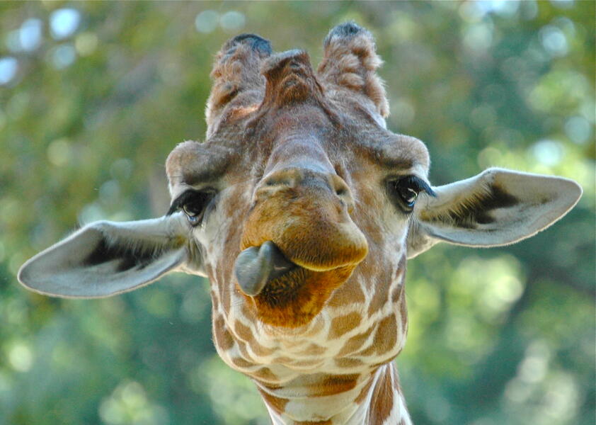 giraffe-w-tude2-copy.jpg