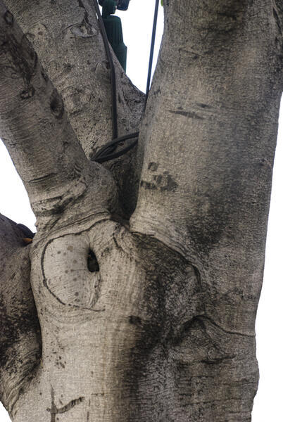 Tree, Los Angeles (Girl Talk)