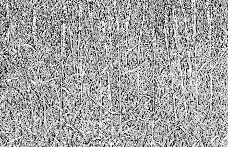 grass0003